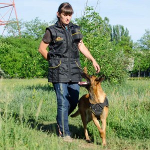 Жилетка для дрессировки малинуа